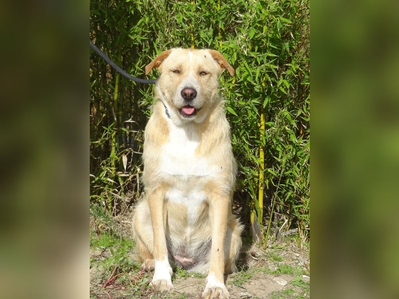 Moony, Mix Labrador / Podengo, lieb und verträglich