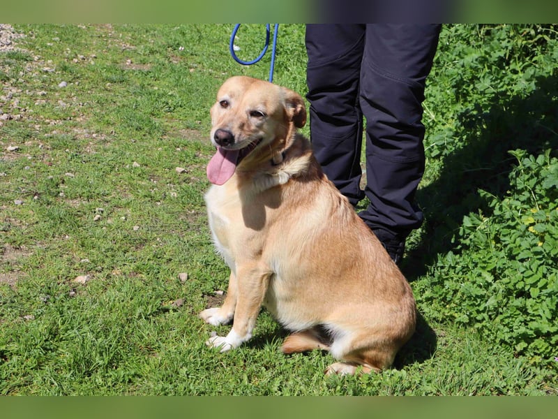 Farrusca  - Labrador-Mix, lieb und verträglich