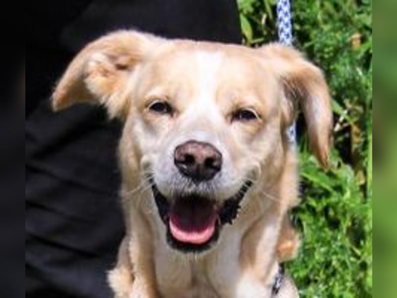 Luna, Labrador-Mix, lieb und sozial