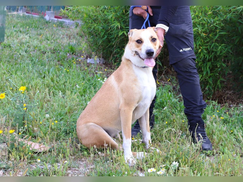 Goma, Labrador-Mix, lieb und sozial