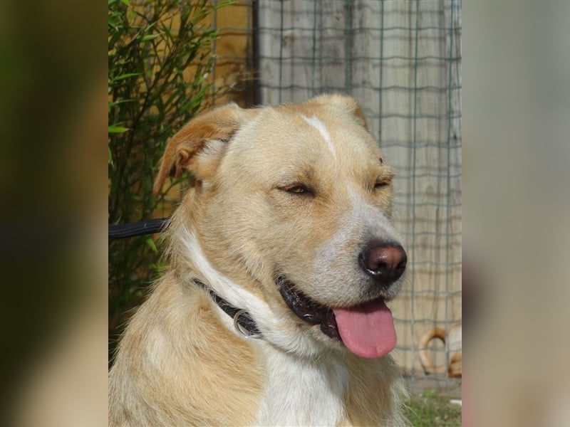 Moony, Mix Labrador / Podengo, lieb und verträglich