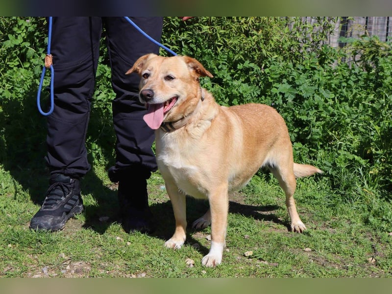 Farrusca  - Labrador-Mix, lieb und verträglich
