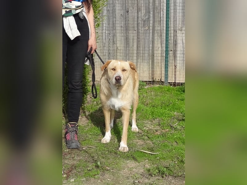 Moony, Mix Labrador / Podengo, lieb und verträglich