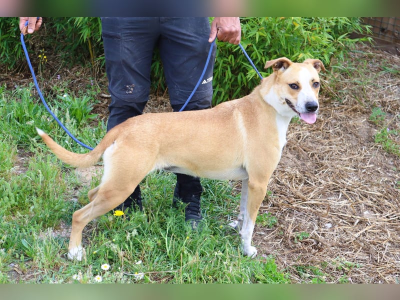 Goma, Labrador-Mix, lieb und sozial
