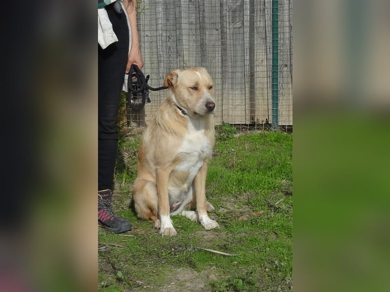 Moony, Mix Labrador / Podengo, lieb und verträglich