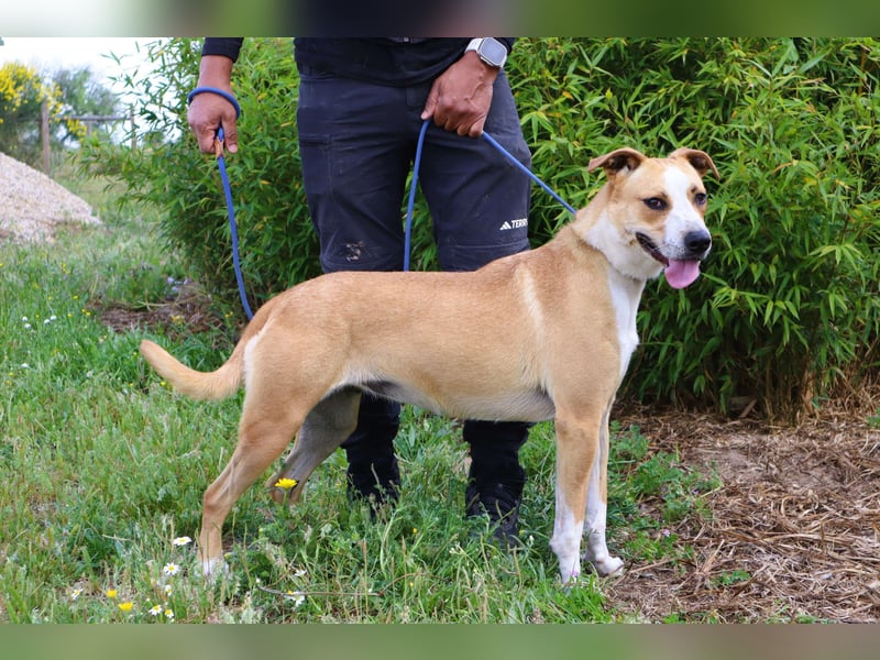 Goma, Labrador-Mix, lieb und sozial