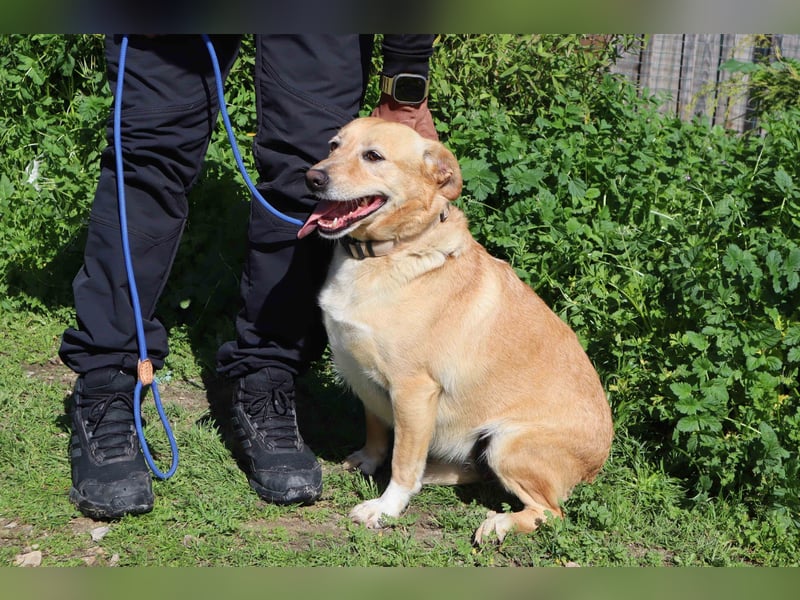 Farrusca  - Labrador-Mix, lieb und verträglich