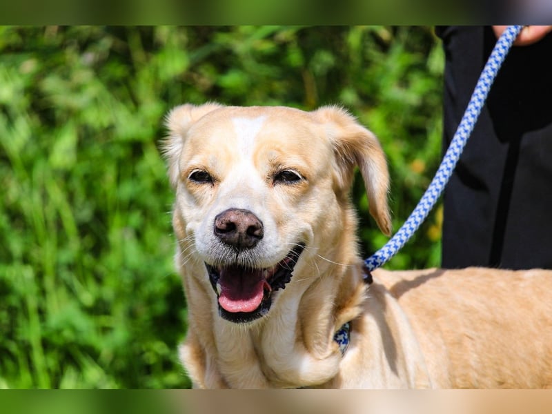 Luna, Labrador-Mix, lieb und sozial