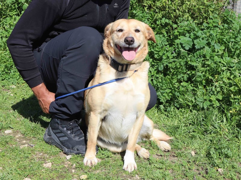 Farrusca  - Labrador-Mix, lieb und verträglich