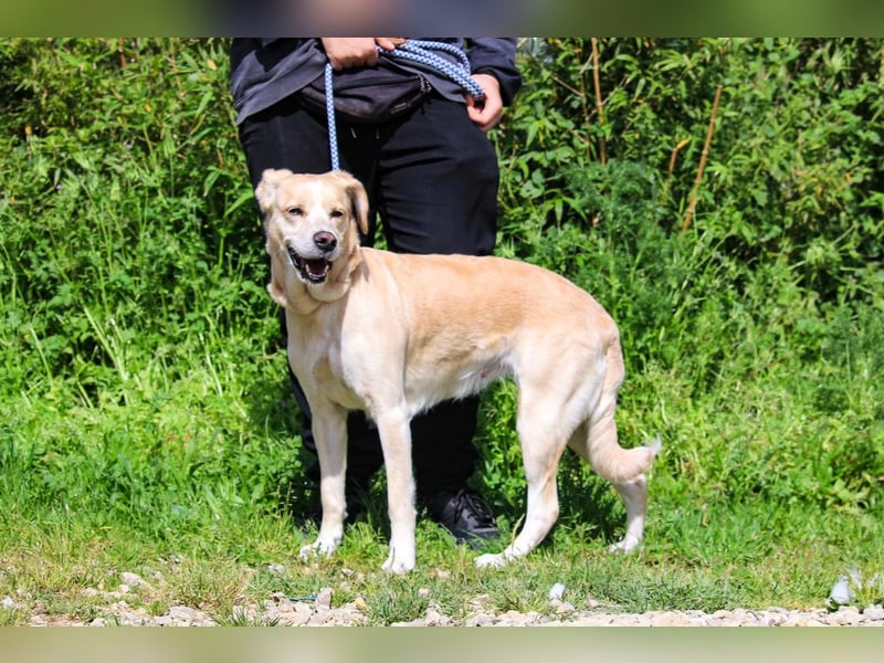 Luna, Labrador-Mix, lieb und sozial