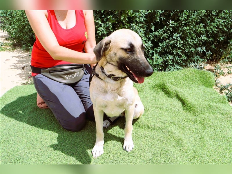 Emma, Labrador-Mix, freundlich und sozial