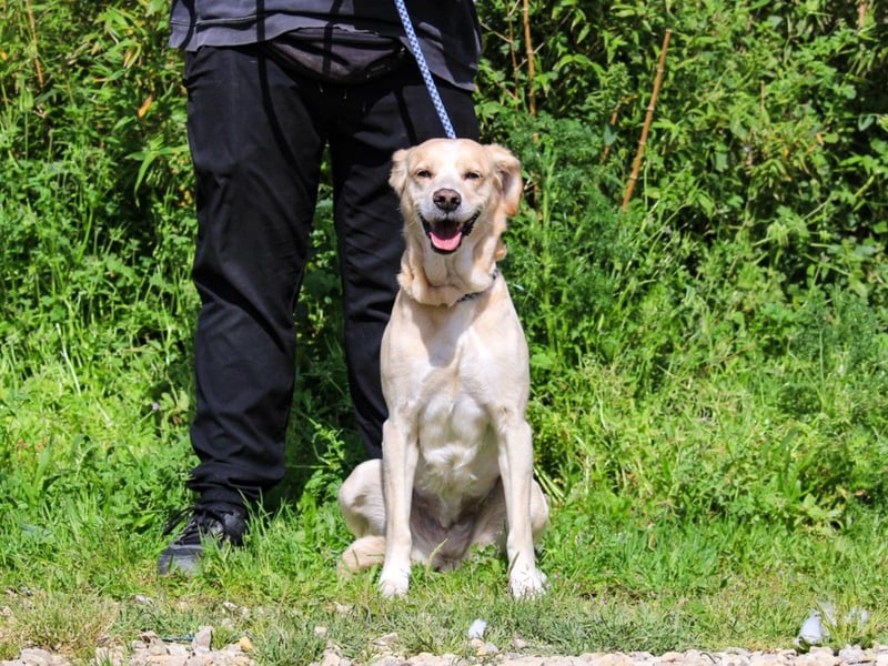Luna, Labrador-Mix, lieb und sozial