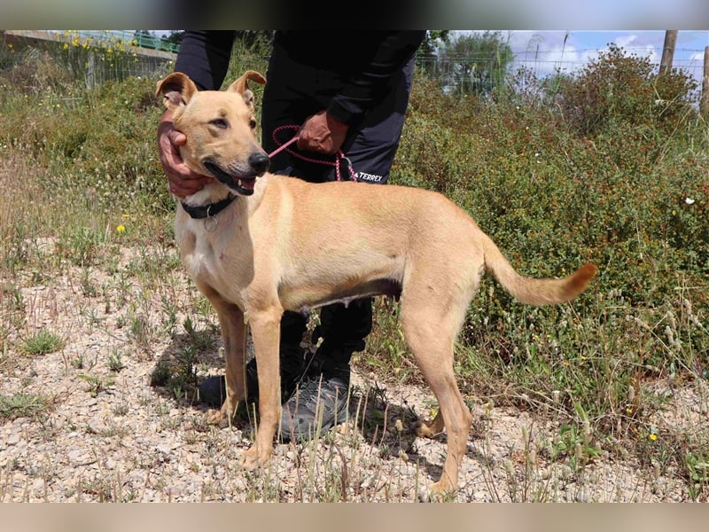 Nelia, Labrador-Mix  , lieb und verträglich