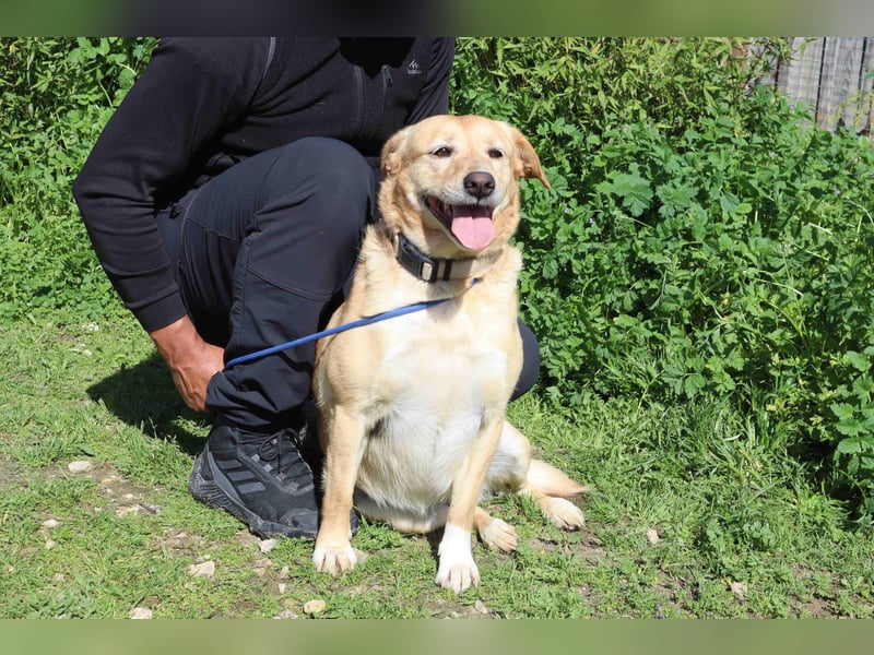 Farrusca  - Labrador-Mix, lieb und verträglich
