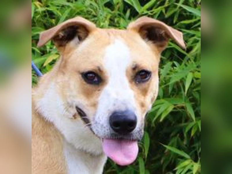 Goma, Labrador-Mix, lieb und sozial
