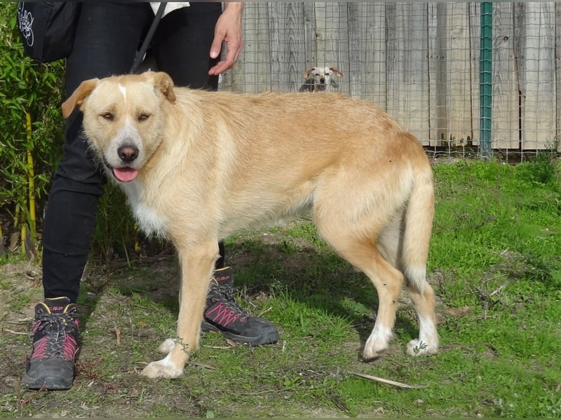 Moony, Mix Labrador / Podengo, lieb und verträglich