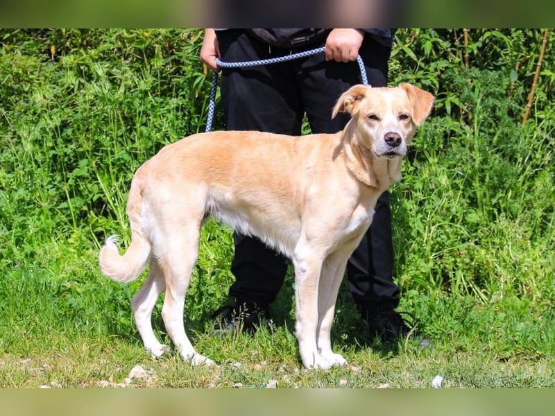 Luna, Labrador-Mix, lieb und sozial