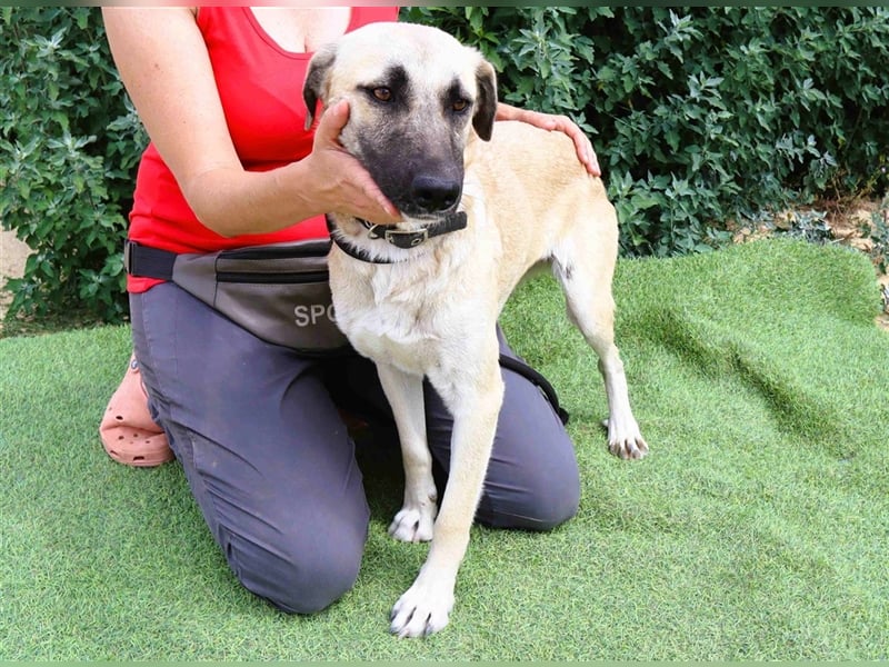 Emma, Labrador-Mix, freundlich und sozial