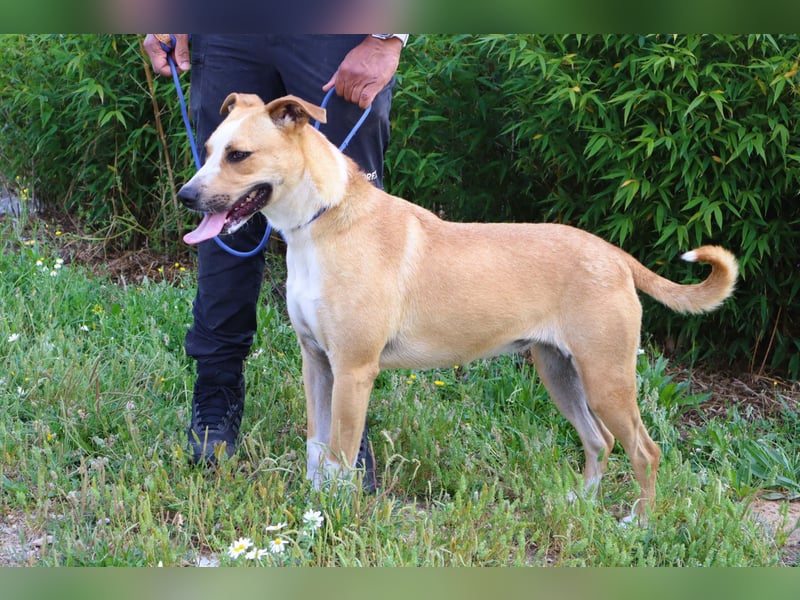 Goma, Labrador-Mix, lieb und sozial
