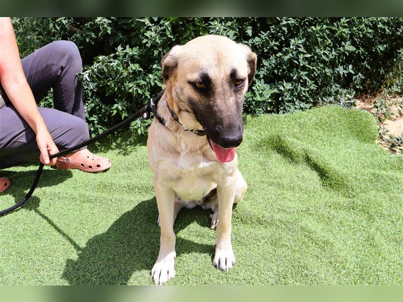 Emma, Labrador-Mix, freundlich und sozial