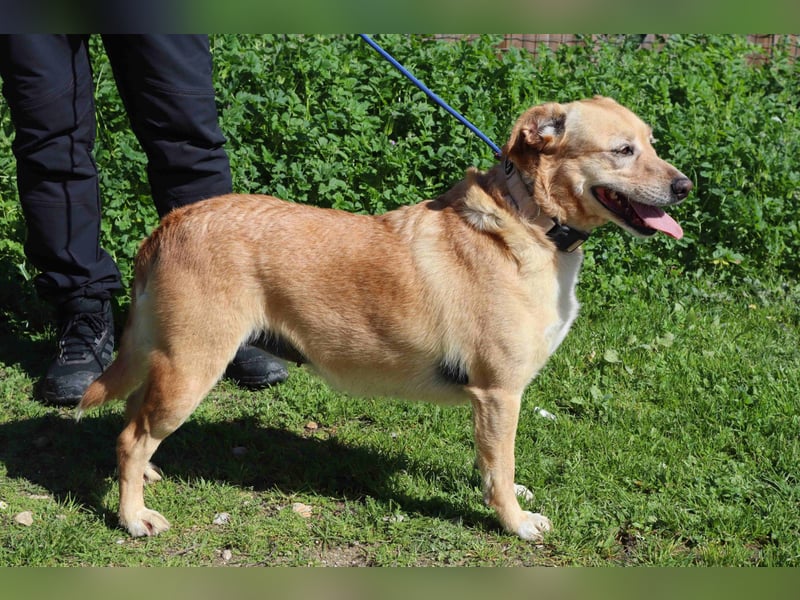 Farrusca  - Labrador-Mix, lieb und verträglich