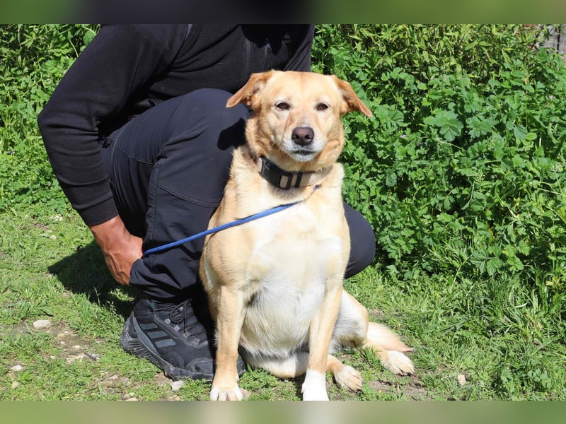 Farrusca  - Labrador-Mix, lieb und verträglich