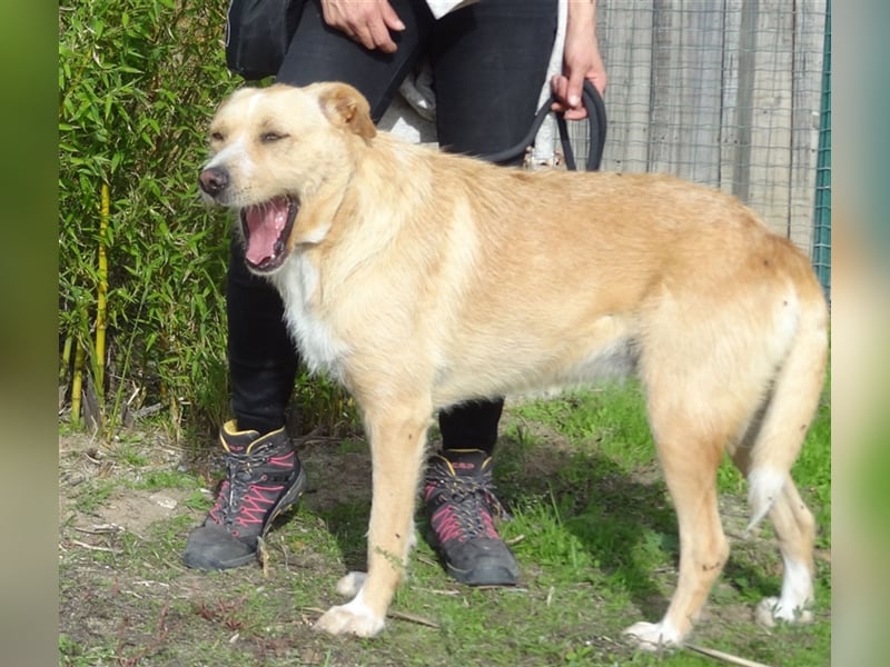 Moony, Mix Labrador / Podengo, lieb und verträglich