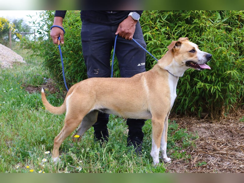Goma, Labrador-Mix, lieb und sozial