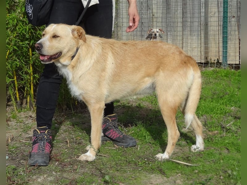 Moony, Mix Labrador / Podengo, lieb und verträglich