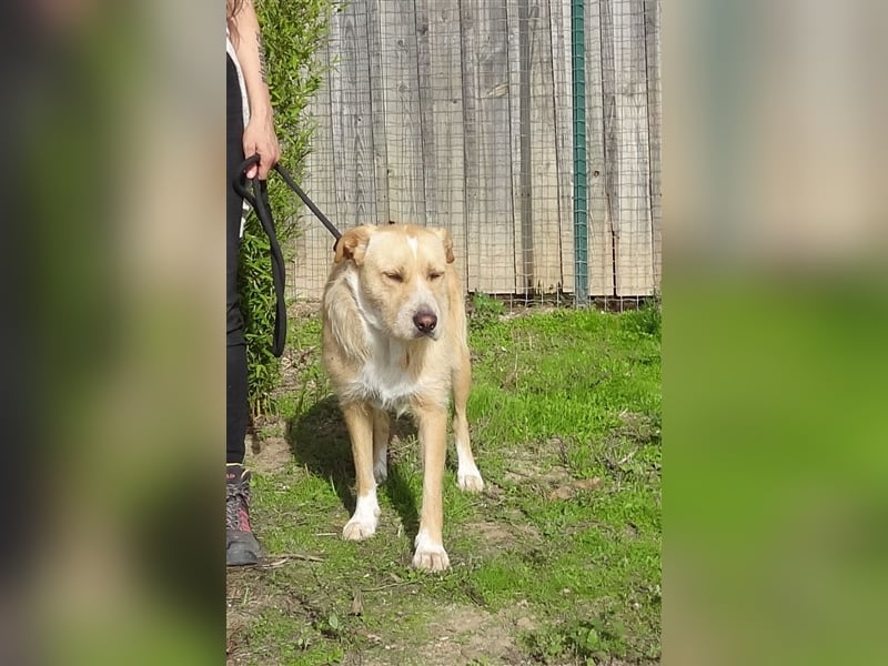 Moony, Mix Labrador / Podengo, lieb und verträglich