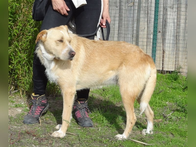 Moony, Mix Labrador / Podengo, lieb und verträglich