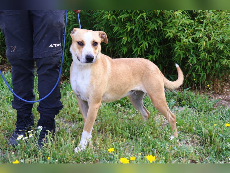 Goma, Labrador-Mix, lieb und sozial