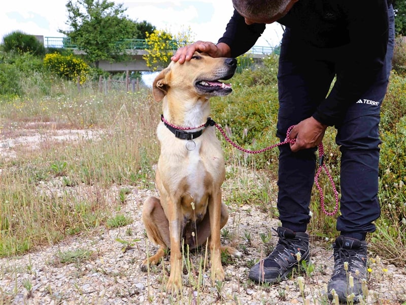 Nelia, Labrador-Mix  , lieb und verträglich