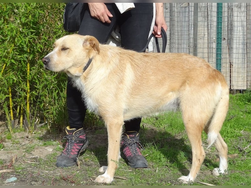 Moony, Mix Labrador / Podengo, lieb und verträglich