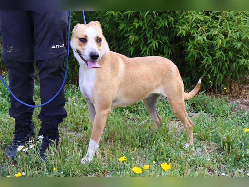 Goma, Labrador-Mix, lieb und sozial