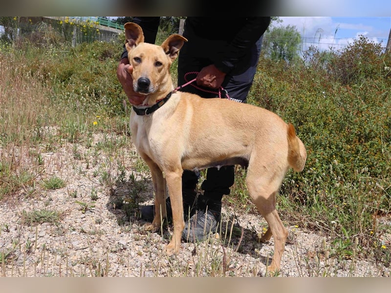 Nelia, Labrador-Mix  , lieb und verträglich