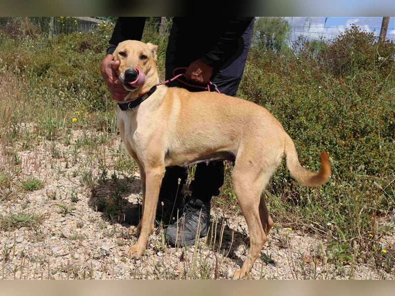 Nelia, Labrador-Mix  , lieb und verträglich