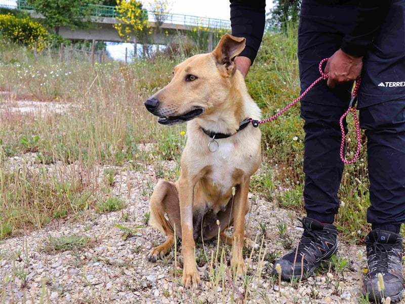 Nelia, Labrador-Mix  , lieb und verträglich