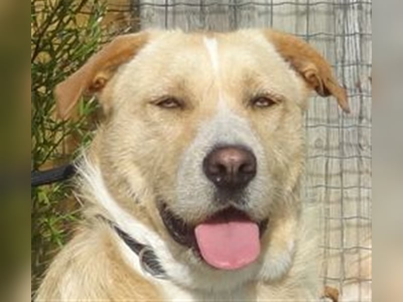 Moony, Mix Labrador / Podengo, lieb und verträglich