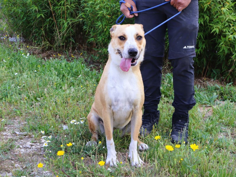 Goma, Labrador-Mix, lieb und sozial