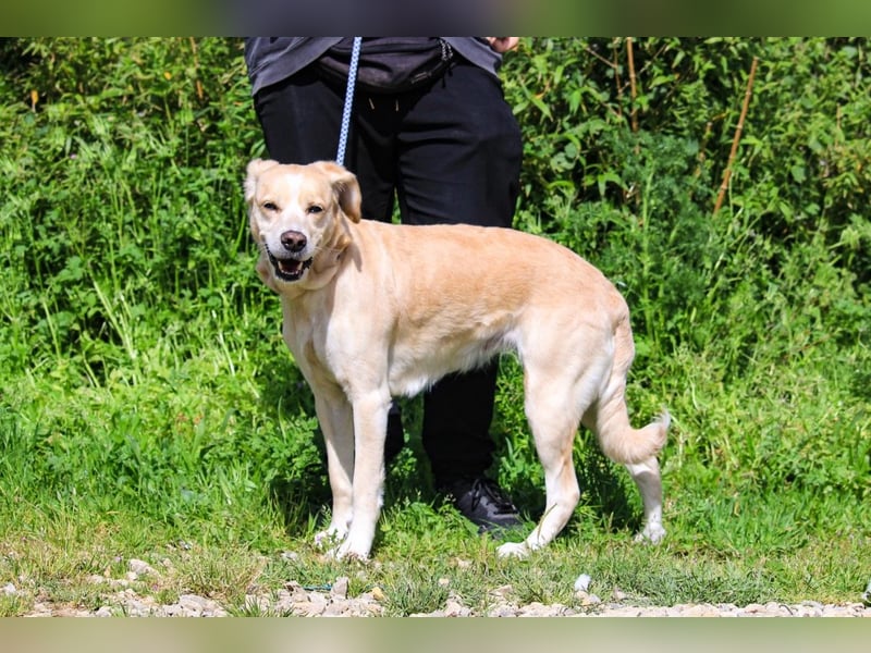 Luna, Labrador-Mix, lieb und sozial