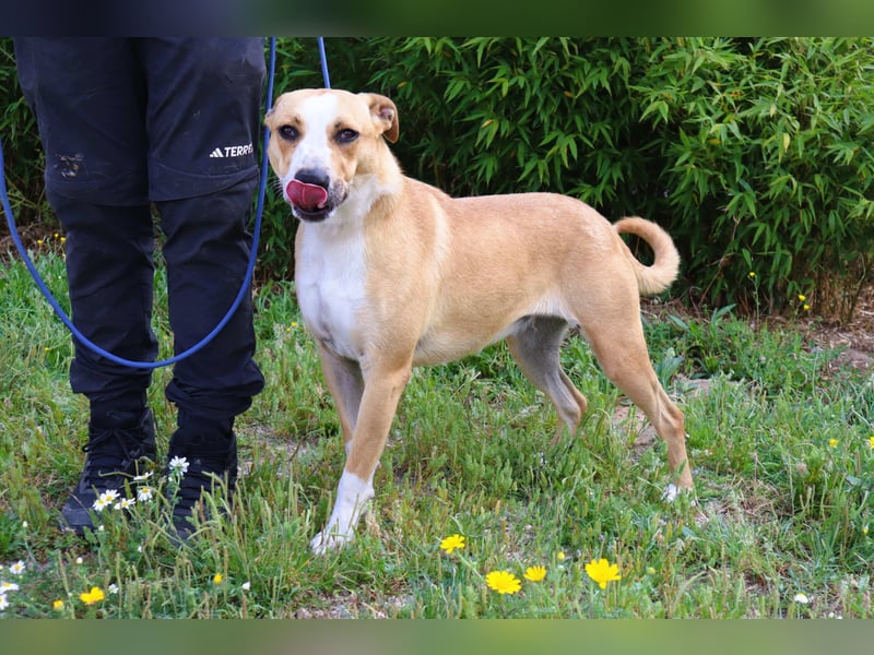 Goma, Labrador-Mix, lieb und sozial