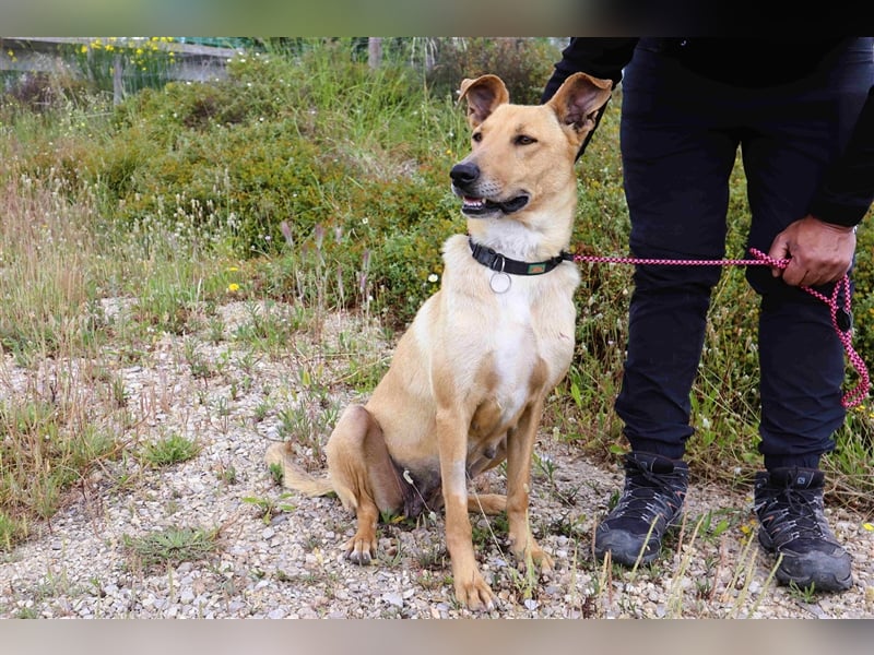 Nelia, Labrador-Mix  , lieb und verträglich