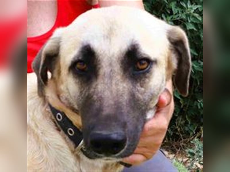Emma, Labrador-Mix, freundlich und sozial