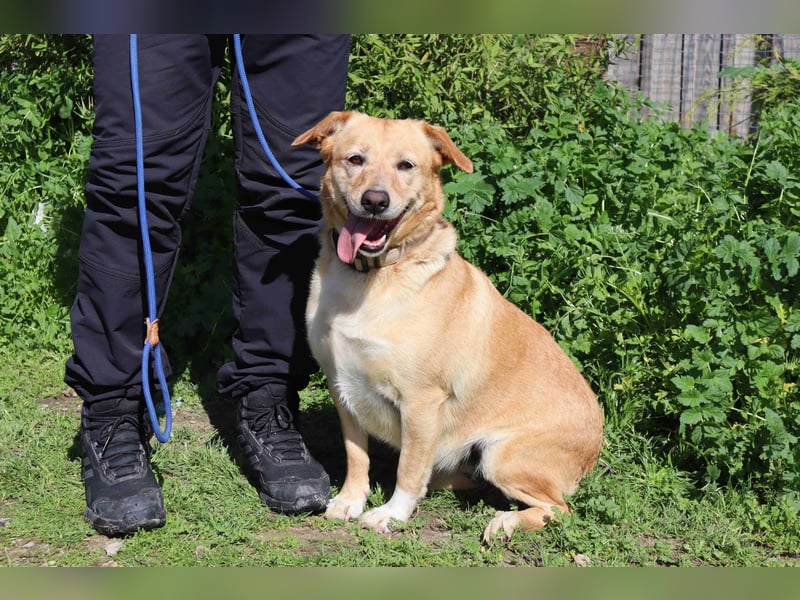 Farrusca  - Labrador-Mix, lieb und verträglich