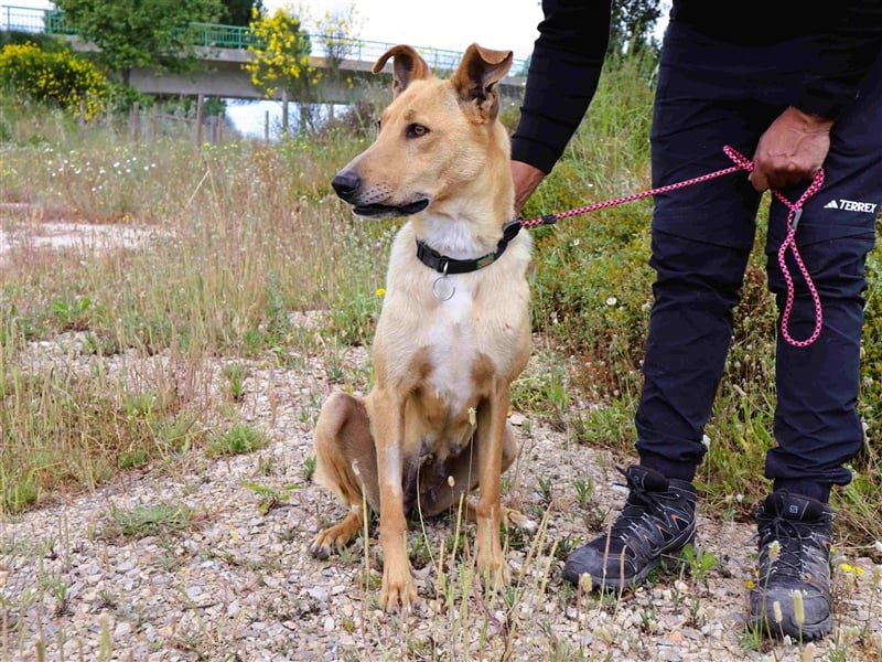 Nelia, Labrador-Mix  , lieb und verträglich