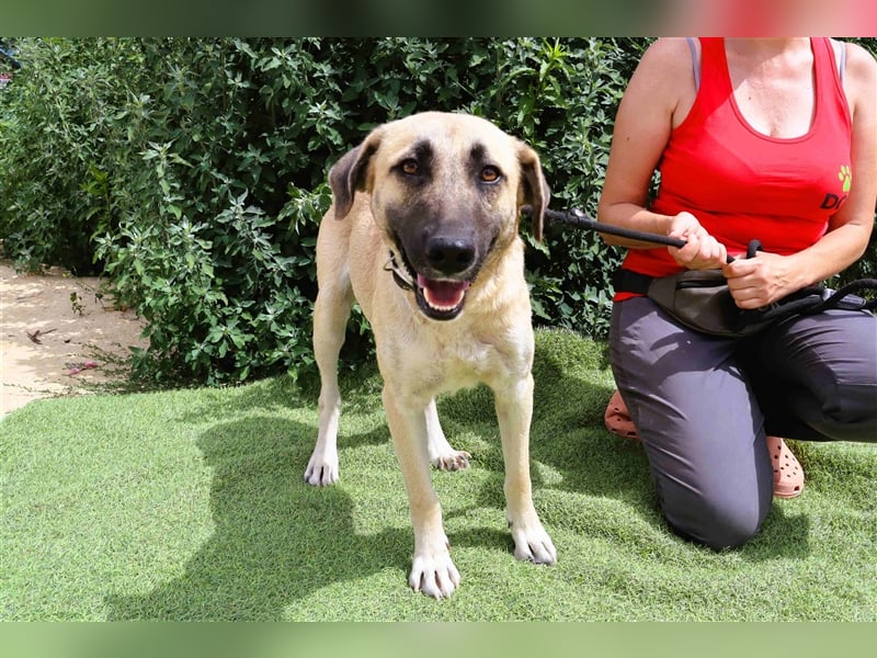 Emma, Labrador-Mix, freundlich und sozial