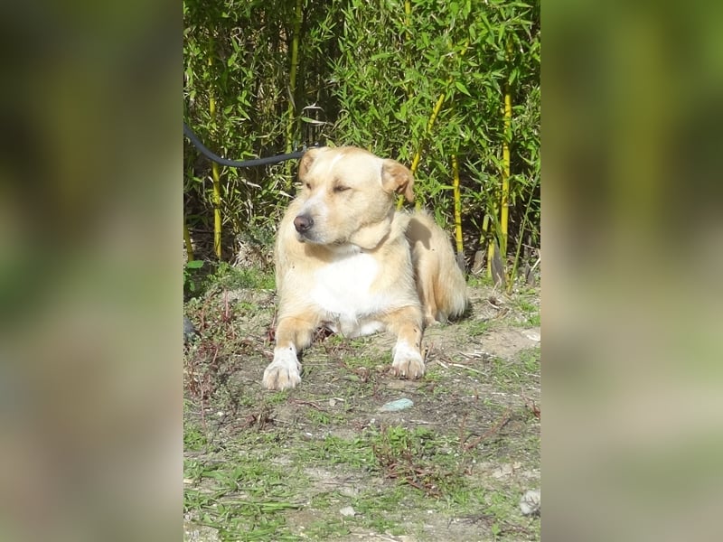 Moony, Mix Labrador / Podengo, lieb und verträglich