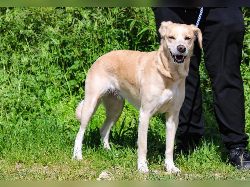 Luna, Labrador-Mix, lieb und sozial