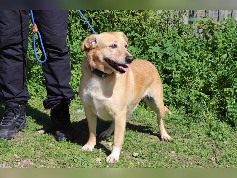 Farrusca  - Labrador-Mix, lieb und verträglich
